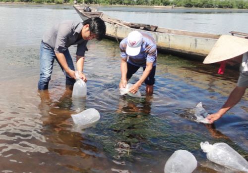 Lịch mùa vụ thả giống nuôi tôm nước lợ năm 2022