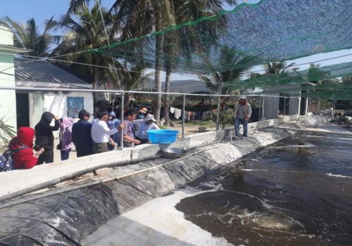 Bình Định: Nuôi tôm thẻ chân trắng ứng dụng công nghệ Semi-Biofloc