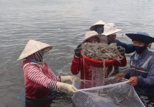 Thay đổi tư duy sản xuất trong nuôi tôm ở ĐBSCL