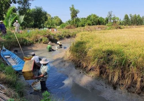 Sóc Trăng: Thêm con tôm càng xanh và cá rô phi cho vùng tôm – lúa