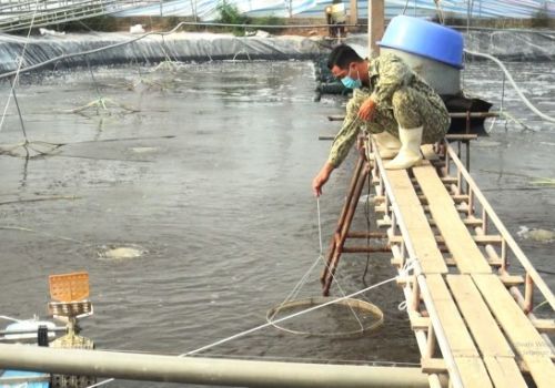 Những lưu ý phòng chống rét cho thủy sản nuôi