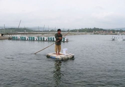 Cảnh báo thời tiết giao mùa nắng nóng gây bất lợi cho tôm nuôi