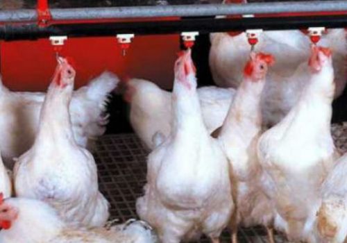 Dự báo thị trường thịt gia cầm thế giới sẽ tăng trưởng 2% trong năm 2022