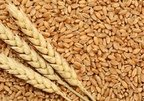 Nhập khẩu lúa mì 2 tháng đầu năm 2022 giảm về khối lượng, tăng kim ngạch