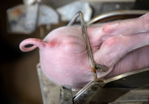 Luật cấm thiến lợn- cơn đau đầu của nông dân các nước