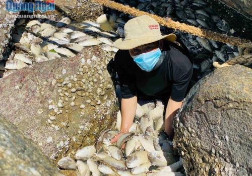 Người nuôi tôm “mất trắng” sau bão số 5