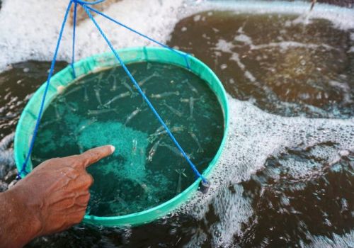 Cách sử dụng chất khoáng hiệu quả trong nuôi tôm thẻ