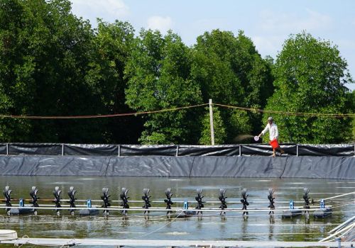 Sóc Trăng: Tìm vốn cho con tôm