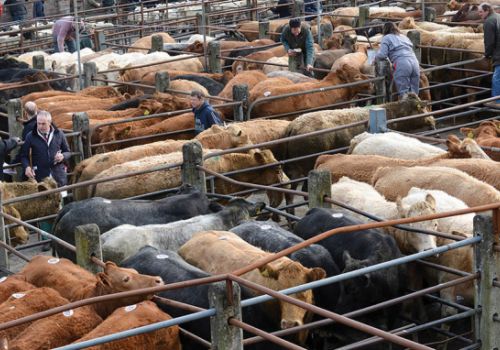 Ngành chăn nuôi vận động Liên hợp quốc hỗ trợ sản xuất nhiều thịt hơn