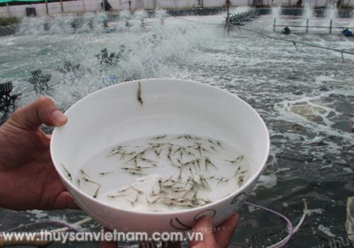 Thời của nuôi trồng tiên tiến