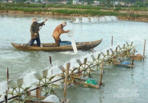 Tôm nuôi vụ 2 chết hàng loạt do sốc môi trường