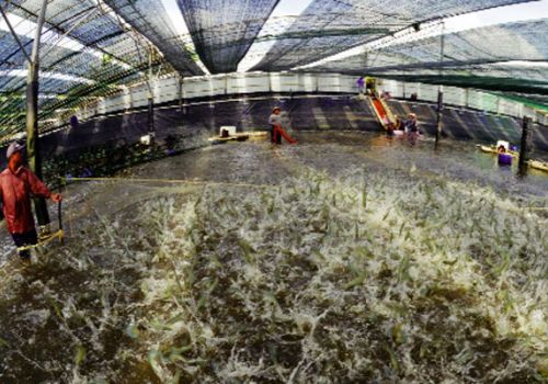 Cách thu hoạch tôm hiệu quả