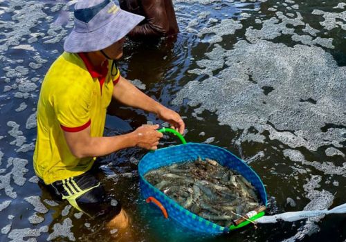 Mô hình nuôi tôm công nghệ cao ở Bến Tre đạt hiệu quả cao