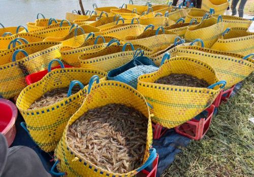 Người nuôi tôm nước lợ cần tuân thủ các hướng dẫn, quy định