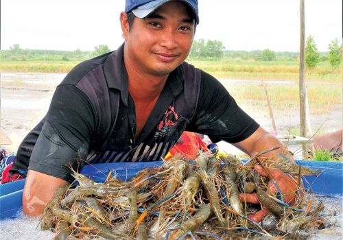 Mô hình tôm – lúa: Vượt khó để thắng lớn