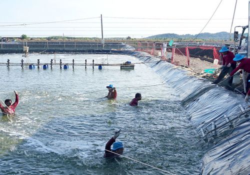Bảo đảm chuỗi nguyên liệu thủy sản
