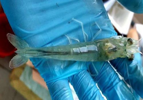 Tỉ lệ sống của tôm thẻ nuôi tăng 20% nhờ chế phẩm từ hạt bơ