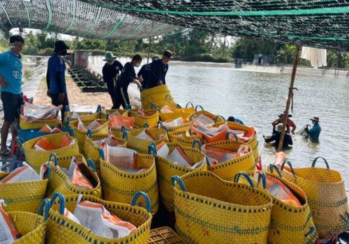 Giá tôm thẻ giảm nhẹ, tôm sú tươi sống tăng mạnh