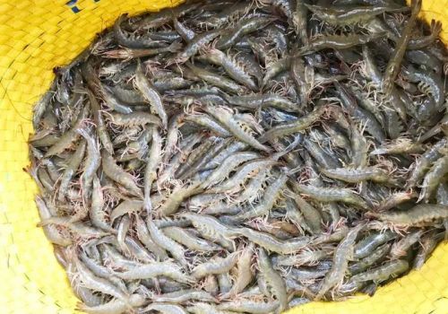 Thị trường tôm 2022 được dự báo như ‘quả bom nhu cầu’