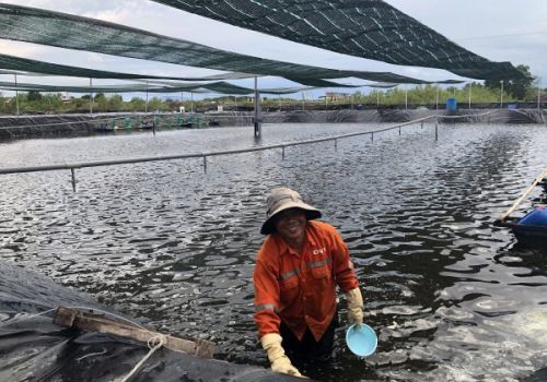 Thu lãi tiền tỷ nhờ nuôi tôm trên ruộng muối