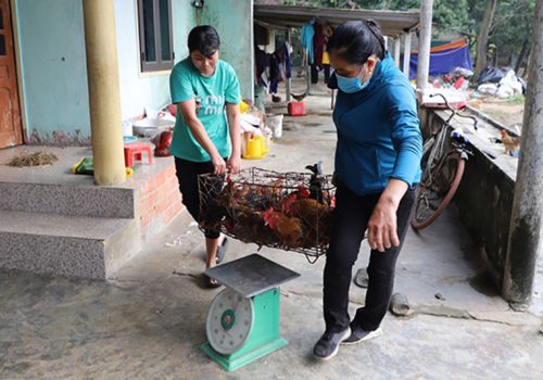 Tết này, “thủ phủ” nuôi gà ở Hà Tĩnh hứa hẹn thu lãi lớn