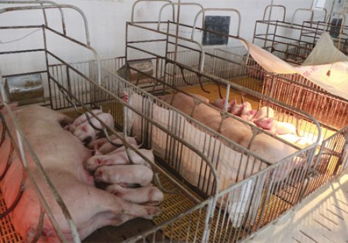 Kỹ thuật phát hiện lợn nái động dục và phối giống.