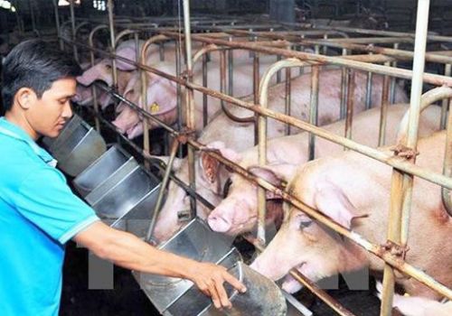 Giá thức ăn chăn nuôi tiếp tục tăng.