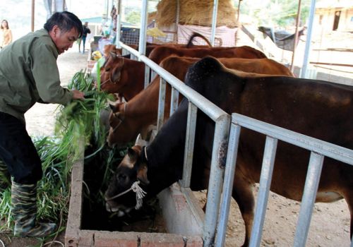Đảm bảo thức ăn cho gia súc vào mùa đông
