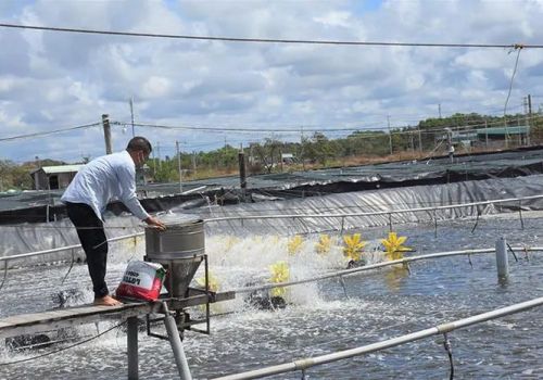 Chi phí thức ăn gây khó khăn người nuôi thủy sản