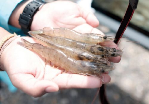 Khô đậu lên men: Tăng khả năng dung nạp AHPND cho tôm