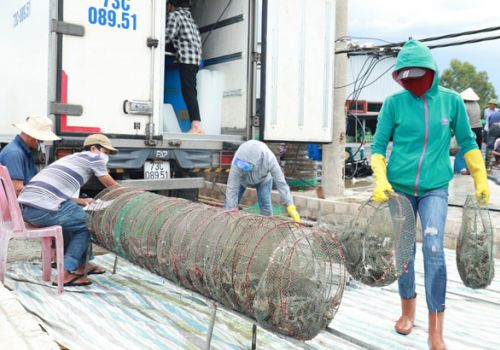 Giá giảm mạnh, khó tiêu thụ, người nuôi tôm Nghi Xuân ‘đứng ngồi không yên’