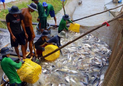 Cá tôm gặp khó vì COVID-19, nguy cơ thiếu nguyên liệu từ cuối năm