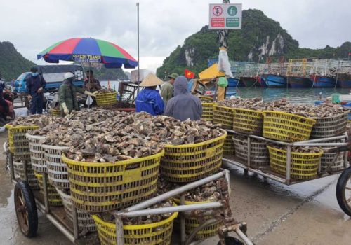 Hội nghị triển khai sản xuất tôm và nuôi biển