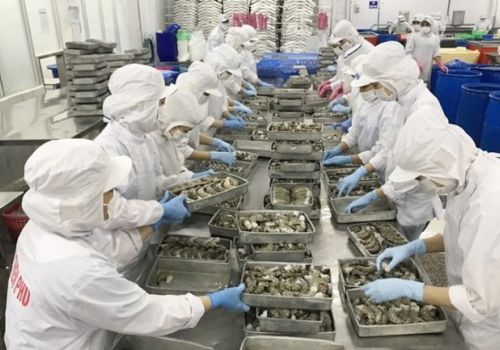 Tôm vẫn là ‘át chủ bài’ của xuất khẩu thủy sản những năm tới