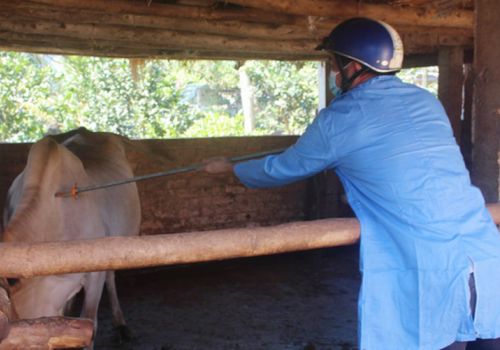 Tiêm phòng cho đàn vật nuôi: Chuyển biến tích cực từ người chăn nuôi