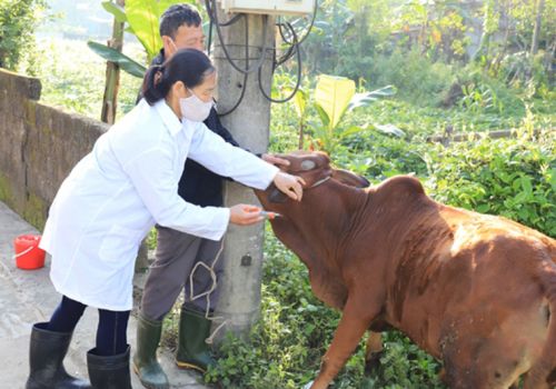 Hà Tĩnh: Nghi Xuân đặt mục tiêu hoàn thành tiêm phòng cho vật nuôi trước 30/5