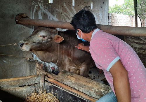 Người dân cần chủ động tiêm phòng cho vật nuôi