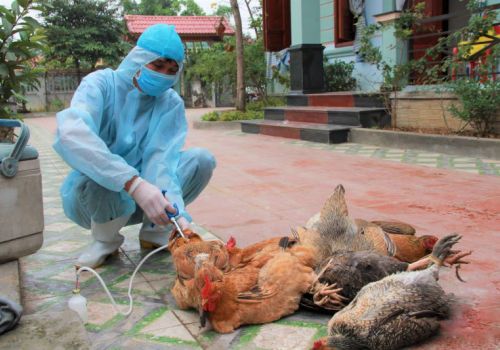 Thanh Hóa: Triển khai tiêu độc môi trường phòng, chống dịch bệnh gia súc, gia cầm