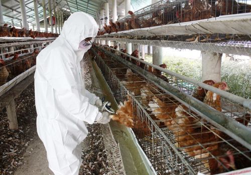 Long An: Tăng cường phòng, chống dịch bệnh trên gia súc, gia cầm