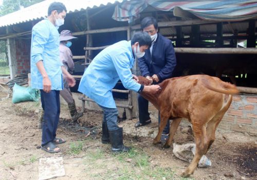 Bình Định: Dịch viêm da nổi cục tái xuất hiện