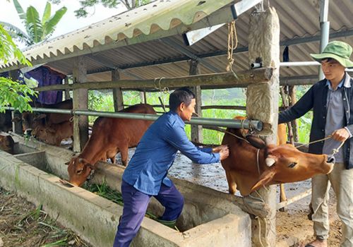 Chủ động phòng ngừa dịch bệnh cho đàn vật nuôi từ sớm