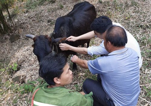 Thanh Hóa: Huyện Mường Lát cần khẩn trương tổ chức tiêm phòng cho đàn gia súc, gia cầm đợt 2 năm 2021