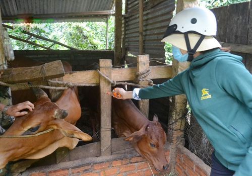 Đắk Nông: Chủ động phòng, chống dịch bệnh trên vật nuôi