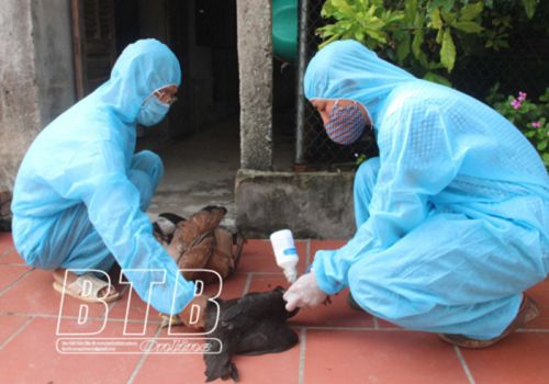 Thái Bình: Tiêm vắc-xin phòng bệnh cho vật nuôi vụ thu đông từ ngày 15 – 30/9