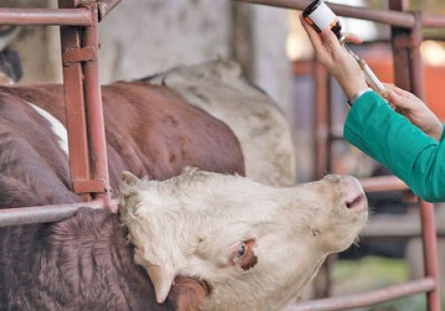 Chăn nuôi khổ vì dịch bệnh