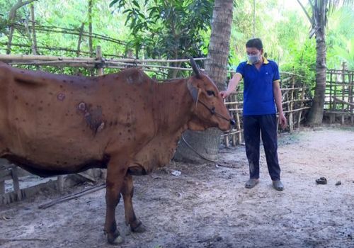 Đồng Tháp: Tiêm vắc-xin phòng, chống bệnh viêm da nổi cục trên trâu, bò