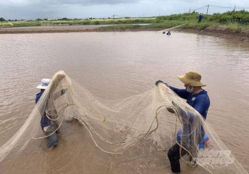 Mô hình sinh kế bền vững cho người nuôi tôm ở Bạc Liêu