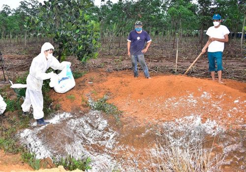 Thành phố Kon Tum tiêu hủy gần 1.700 con gia cầm bị cúm H5N1