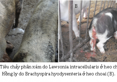 Kiểm soát tiêu chảy trên heo sau cai sữa