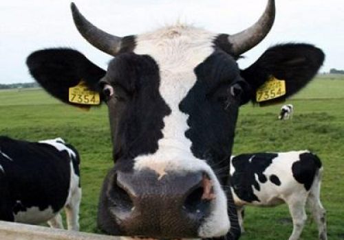 Có nên báo chính quyền khi hàng xóm chăn nuôi gây mất vệ sinh?